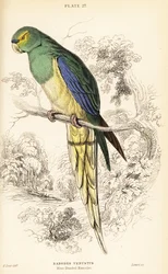 Blåvinget papegøje, Neophema chrysostoma
