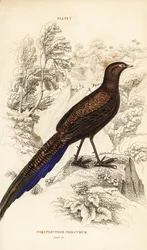Bronzehalet påfuglefasan eller sumatransk påfuglefasan