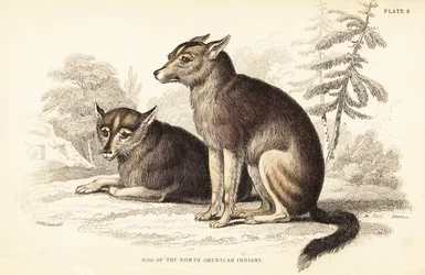 Coyote, en gøende hund