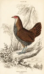 Hun grå junglefugl eller Sonnerats junglefugl, Gallus sonneratii (Gallus sonnerati)