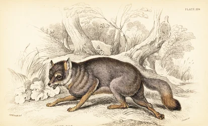Grå ræv eller grå ræv, Urocyon cinereoargenteus (Vulpes cinereus)