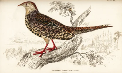 Grøn fasan eller japansk grøn fasan, hun, Phasianus versicolor