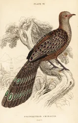 Grå påfugl-fasan eller burmesisk påfugl-fasan, Polyplectron bicalcaratum