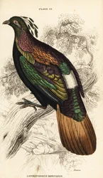 Himalaya monal, han, Lophophorus impejanus
