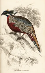 Koklass fasan, Pucrasia macrolopha