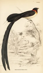 Langhalet paradis-enke, Vidua paradisaea