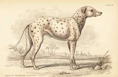 Forælder til den moderne kuskehund, Canis lupus familiaris