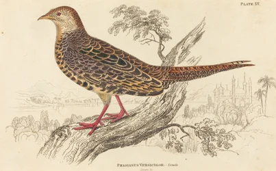 Phasianus Versicolor - Hun