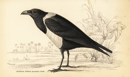 Broget krage, Corvus albus