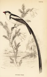 Spidshalet enke, Vidua macroura (rødnæbbet enke, Vidua erythrorhynchus)