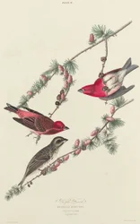 Lilla Finke, 1827.