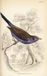 Rødkindet cordon-bleu, Uraeginthus bengalus