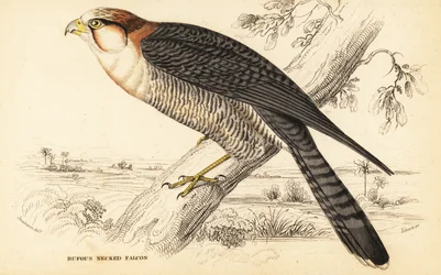 Rødhalsfalk, Falco chicquera ruficollis