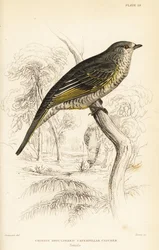 Rødskuldret gøgefugl, hun, Campephaga phoenicea