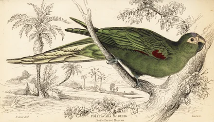 Rødskuldret ara, Diopsittaca nobilis