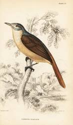 Rødhalet bladbulbul eller klatrende bladbulbul, Phyllastrephus scandens