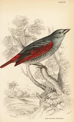 Rødvinget Pytilia, Pytilia Phoenicoptera (rødvinget Bengaly, Pytilia Phaenicoptera)