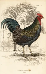 Rød junglefugl, Gallus gallus javanicus