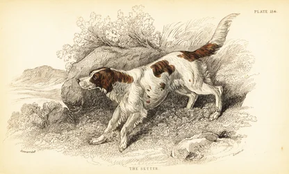 Setter, Ulvefamiliehund (Hundeindeks)