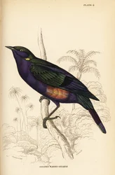 Pragtfuld blank stær (Senegal), Lamprotornis splendidus chrysonotis (Golden eared grakle, Lamprotornis chrysonotis)