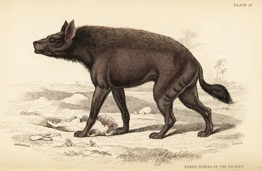 Stribet hyæne, Hyaena hyaena (Nøgen hyæne i ørkenen, Hyaena vulgaris)