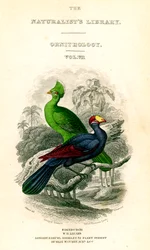 The Naturalists Library, Ornitology, Senegal Touraco, Violet Plantain Eater, c1833-1865.