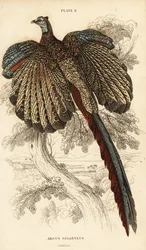 Den store argus, Argusianus argus (Argus fasan eller gigantisk argus, Argus giganteus)
