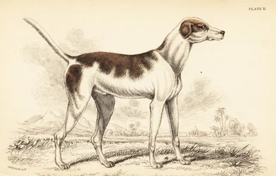 Den orientalske hund, Canis lupus familiaris