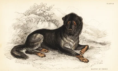 Tibetansk mastiff, Canis-ulvefamilien (Mastiff of Tibet, Canis urcani)
