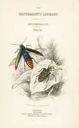 Titelside med vignet af juvelbille, Chrysochroa fulminans og patch-winged diamantbille, Curculio splendens