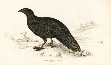Western tragopan eller western horned tragopan, hun, Tragopan melanocephalus