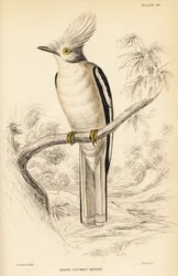 Hvid-crested helmetshrike, Prionops plumatus