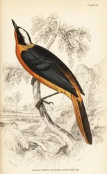 Hvidkronet rødhale, Cossypha albicapilla (mindre hvidkronet klippedrossel, Petrocincla albicapilla)