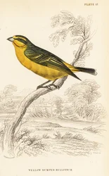 Gulfrontet kanariefugl (Senegal), Crithagra mozambica caniceps (gulrumpet bullfinch, Crithagra chrysopyga)