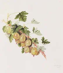 Grøn stikkelsbær, 1815