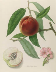 Nektarin: Neals Early Purple