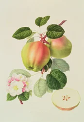 Den hollandske Codlin, 1820