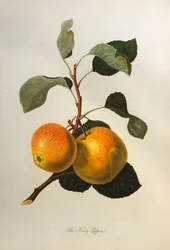 Kerry Pippin, fra Pomona Londinensis, 1818