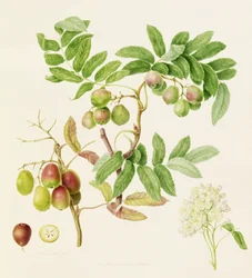 Det pæreformede servicekrabbeæble, 1820
