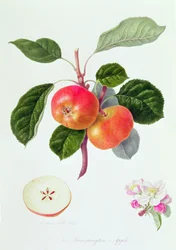 The Trumpington Apple, 1819