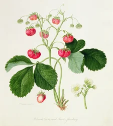 Wilmots skarlagenrøde Hanekam-jordbær, 1820