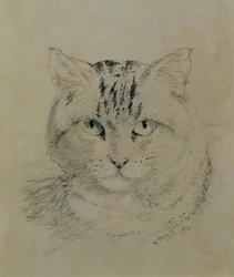 Tabby Cat, 1874 (blyant, farveblyant og kul på papir)