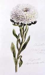 China Aster, malet ved Bayswater