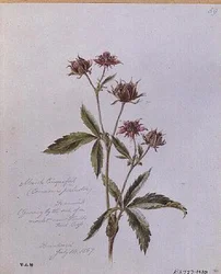 Marsh Cinquefoil, malet i Brentwood
