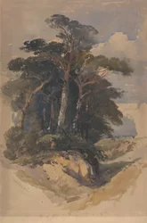 Pines på Hampstead Heath