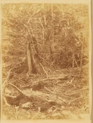 Uden titel, fra porteføljen The Forest: Adirondack-skoven