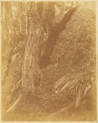 Uden titel, fra porteføljen The Forest: Adirondack-skoven