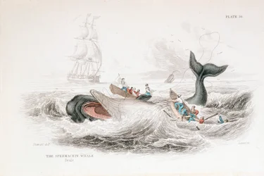 Harpuner en kaskelothval, 1837