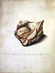 Study of the Brain II, ca. 1850 (akvarel på papir)