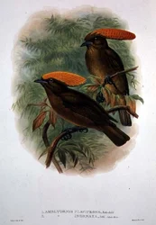 Amblyornis Flavifrons (farve litho)